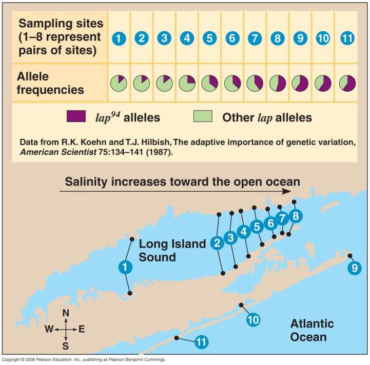 6. Researchers Koehn and Hilbish studied genetic variation in the marine mussel Mytilus edulis around Long Island, New York.