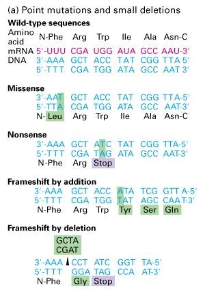 Various types of mutations NB: single base mutations