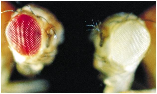 Example: mutants in Drosophila Mutations may cause only subtle changes or may produce