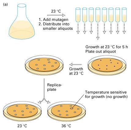 Temperature-sensitive genetic screen used to identify cell cycle mutants in yeast Yeast (especially bakers