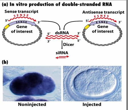 Gene-silencing with small mrna-interfering RNAs (sirna) Dicer is an endogenous enzyme which cleaves specific RNA structures (part of the mirna system) sirnas are designed to basepair with specific