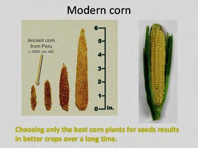 The history of modern-day corn begins at the dawn of human agriculture, about 10,000 years ago.