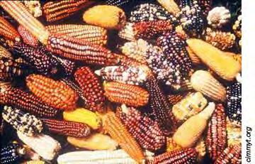 The history of modern-day corn begins at the dawn of human agriculture, about 10,000 years ago.