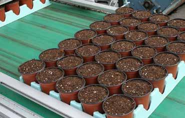 A dibbled tray ensures perfect positioning of the seed.