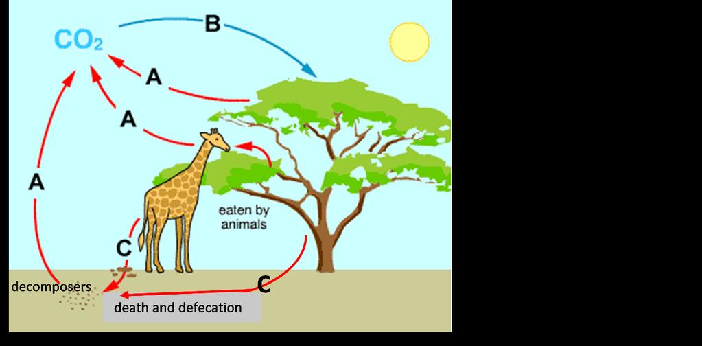 II. CO2 and the Carbon Cycle In this section you will learn about processes that influence the concentration of CO 2 in the atmosphere. This figure shows a carbon cycle in nature.