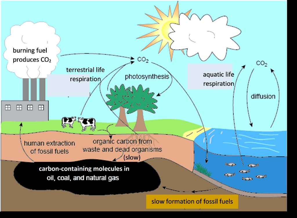 9. This figure shows a more complete carbon cycle. Use the information in this figure to explain how human activities have caused an increase in CO2 concentration in the atmosphere. III.
