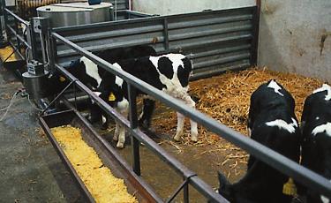 9 Calf Rearing During the first 85 days of life the new-born calf needs to grow at 0.65 kg per day to reach a target weight of 100 kg at 12 weeks of age.