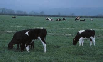 5 A leader - follower system where the younger stock get first access to fresh paddocks is ideal.