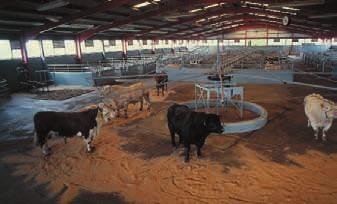 6 be influenced by calving difficulty and gestation length, production characteristics and the likely market outlet, including the new reality of under 30 months beef.