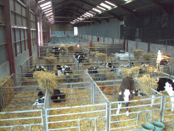 Beef Unit Management Summary Calf Rearing Batches of 40-50 calves are reared in October and January and form the basis of 4 BSc IV Honours Research Projects.