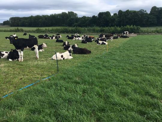 Maximising performance at grass on clover rich pastures with target sward heights of 7-9cm throughout the grazing season Rearing progeny from High Index Beef Bulls.