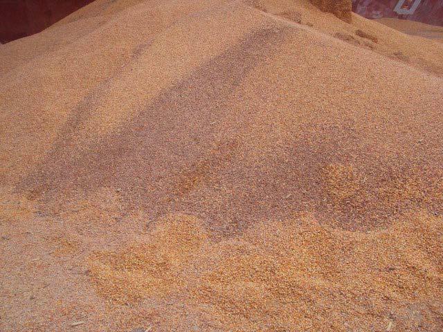 Discoloured grain mixed with