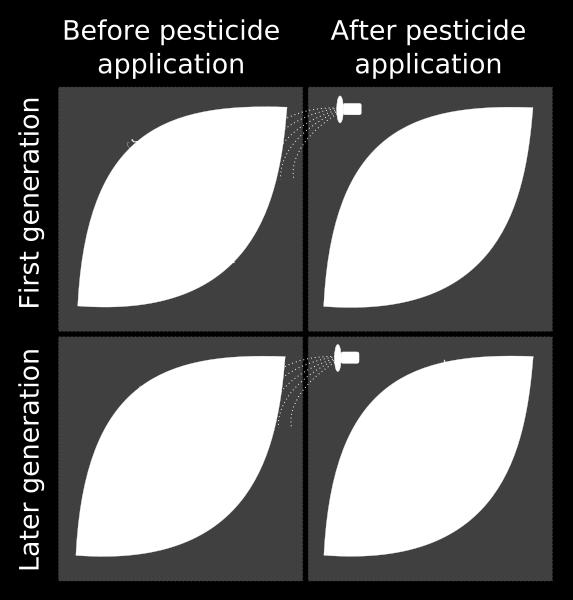 Evolution of Resistance: One healthy insect is born with a mutation (DNA mistake at cell division) for resistance to a specific pesticide Human selection: We apply insecticide to insects with the