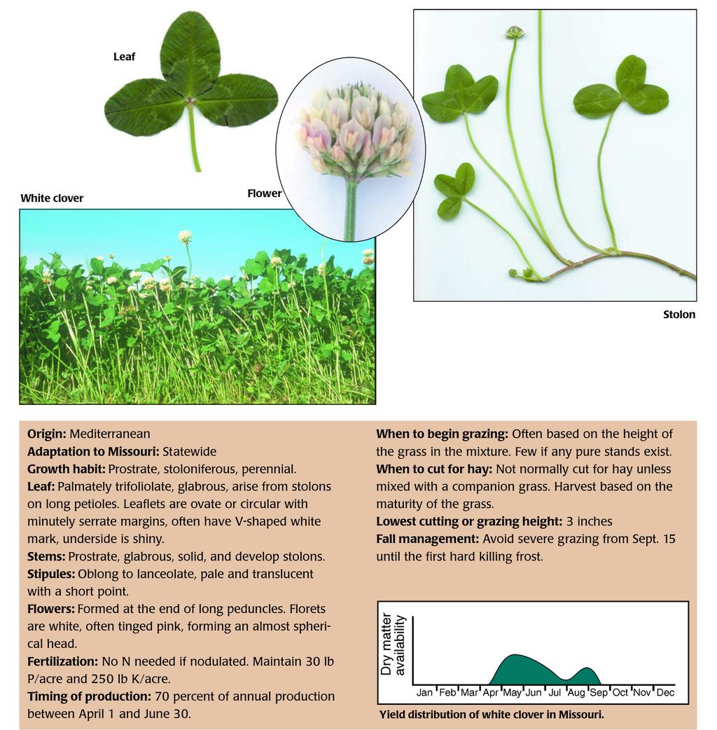 Forage of the Month: Clover, white (Trifolium repens L.) By Rob Kallenbach White clover is a legume adapted to cool, moist climates.