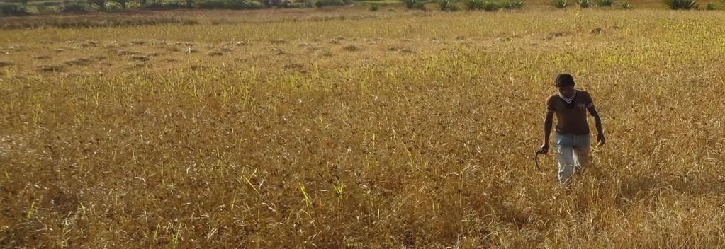 PRAGATI, KORAPUT EXPERIENCES IN SYSTEM OF RAGI INTENSIFICATION Koraput is one of the poverty-stricken pockets of southern Odisha state in India with 83% population living below the poverty line as