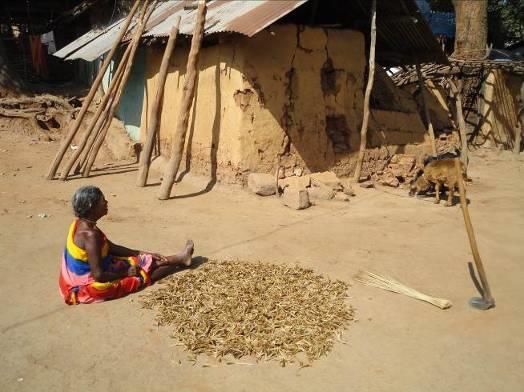 Historically, the tribal communities of Koraput have been known for their self-sufficiency through crop diversity, conservation agriculture, and eco-friendly practices.