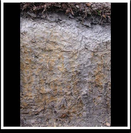 HYDRIC SOILS Hydric soils exist when an area is saturated, flooded, or ponded for so long