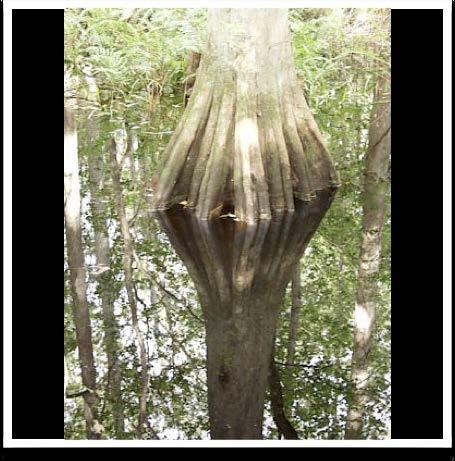 NATIVE PLANT DIVERSITY Common Native Plant Characteristics: Adventitious roots Buttressed trunks