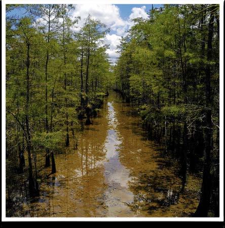SOUTHERN SWAMP Deepwater systems dominated by bald cypress-tupelo and pond cypress-black gum ecosystems.