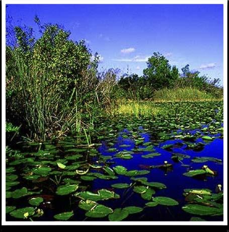 FRESHWATER MARSH The most diverse group of wetlands Dominated by herbaceous grasses,