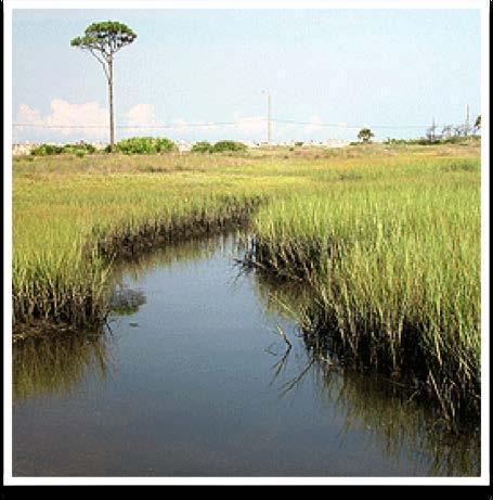 TIDAL SALT MARSH Found along temperate coastline, dominated by salttolerant grasses and rushes.