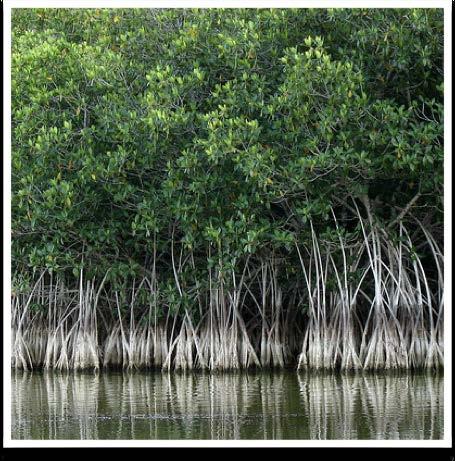 MANGOVE SWAMP Sub-tropical communities dominated by red mangrove (Rhizophora mangle) or black mangrove (Avicennia germinans) Northern