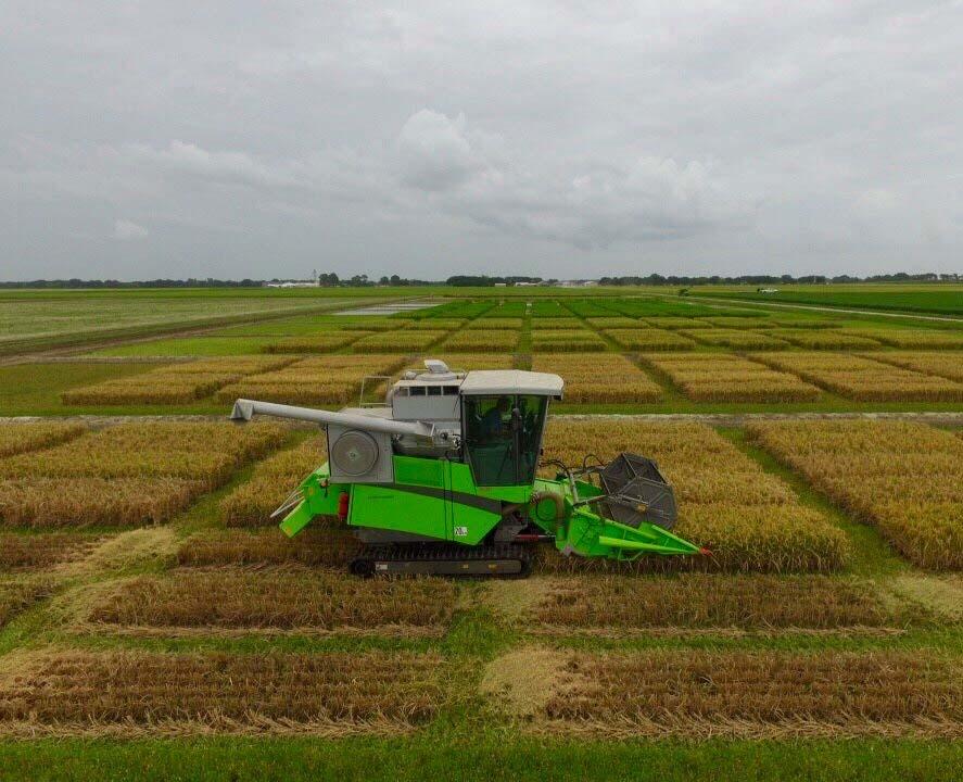 Rice yields improve but sheath blight widespread In the southwest part of the state, rice harvest was set to begin in early July however, almost daily rainfall events slowed progress significantly.