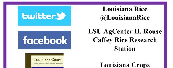 Research Agronomist (337) 250-3553 dharrell@agcenter.lsu.edu Don Groth Rice Pathologist (337) 296-6853 dgroth@agcenter.lsu.edu Eric Webster Rice Weed Specialist & (225) 281-9449 ewebster@agcenter.