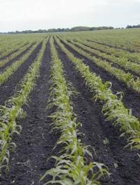 Outline Manitoba Crop Composition Changes History of Grain Corn & Soybeans in