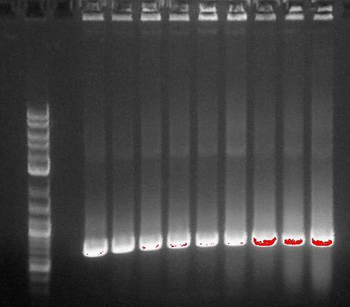 PCR Screening Using primers to find DNA of interest Only DNA with the