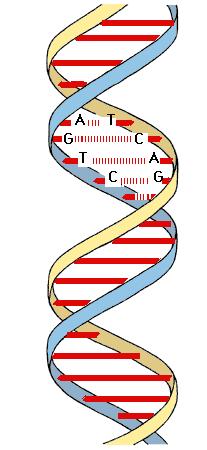 DNA The genetic material that is physically transmitted from parent to offspring Double stranded helix Within a