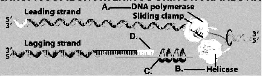 24. a. C Which structure is responsible for stabilizing DNA in its single-stranded form? b. B Which of the structures in the figure ca