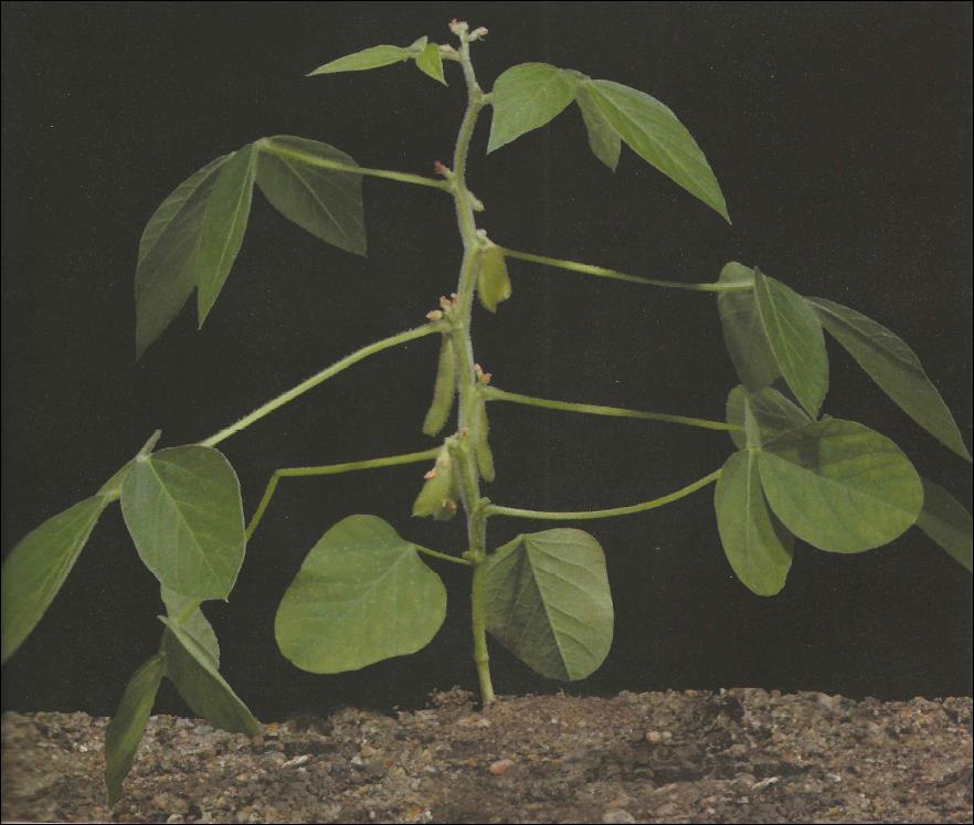 Soybean is Indeterminate Flower and leaf development at the same time Closest leaf provides most of the energy