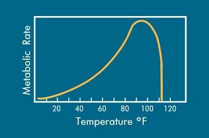 Physical Requirements: Temperature Psychrophile Unsaturated FA in cell membrane Psychrotroph
