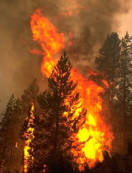 Fire Hazard Reduction Operations Forest health USFS pays ~$600/acre for fuel removal Biomass harvest