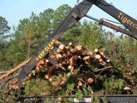 Pre-commercial Thinning (TSI) Importance source of woody biomass Improve forest and wildlife habitat Increased