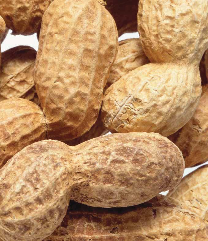 Myth: The food and drink manufacturing sector pays peanuts Reality: That s nuts! For example, starting salaries for food scientists and technologists can be between 20,000 and 25,000 a year.