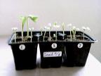 ) With the corn seedlings, the plants in 1, 2, & 3 showed retarded growth respectively compared to the 0 plant.