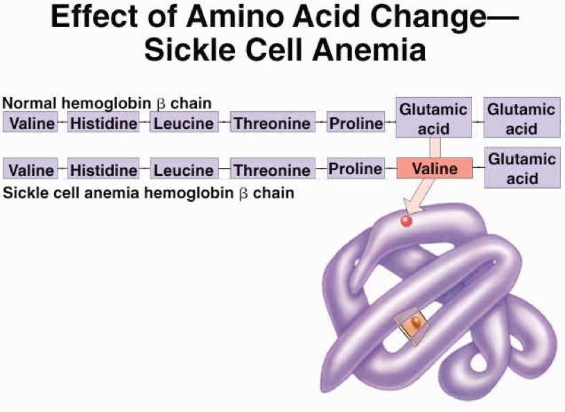 The sickle cell mutation causes hemoglobin molecules to clump together in an abnormal manner.