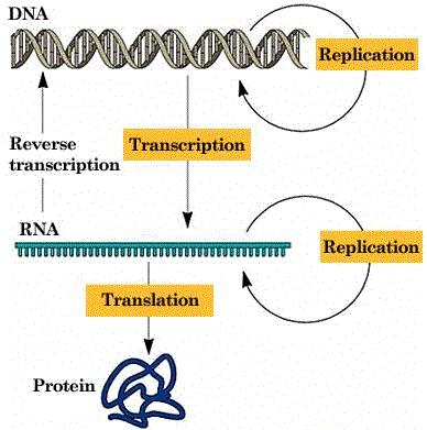 Expansion of the Central Dogma DNA-Directed-DNA-Polymerase RNA-Directed-