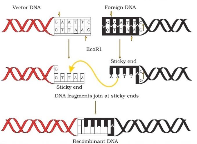 Recombinant DNA Production A restriction enzyme