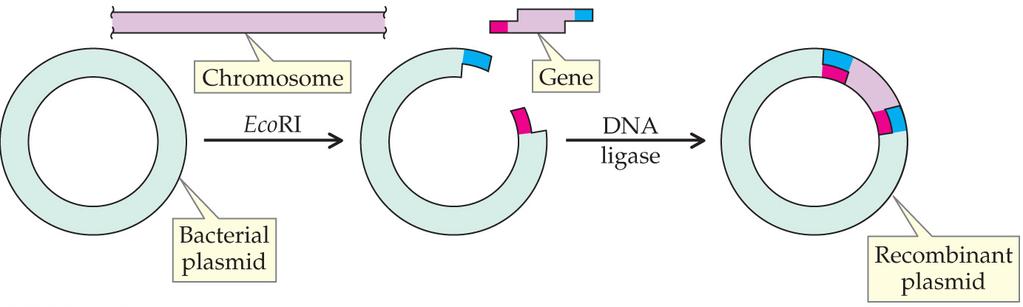 Construction of a Recombinant Plasmid Recombinant DNA is produced by cutting the two DNA segments to be combined with the same restriction endonuclease.