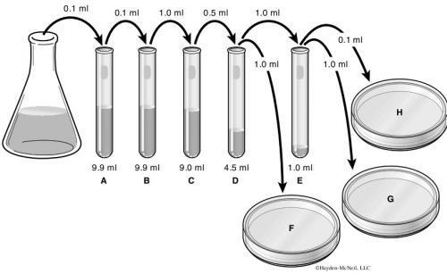 Bacterial Enumeration 1. What are the individual and overall dilution factors for each of the tubes in the image below? Individual dilution factors: A. 1/100 B. 1/100 C. 1/10 D. 1/10 E.
