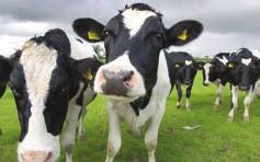 We supply vet meds, livestock products, general farm insurance, machinery parts and machinery fleet terms on behalf of farming businesses throughout the UK, via our team of industry