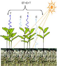 Evapotranspiration Water transpired by plants and the evaporation from soil surface combined. Occur simultaneously and there is no easy way of distinguishing between the two processes.