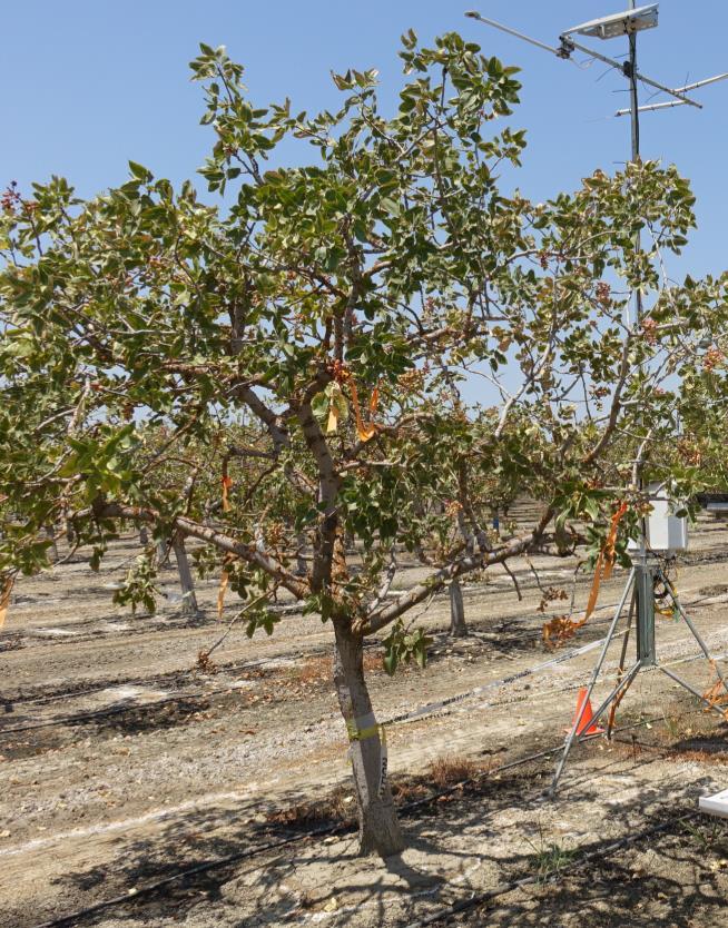 Salinity impact on trees Osmotic: -Elevated salts require more
