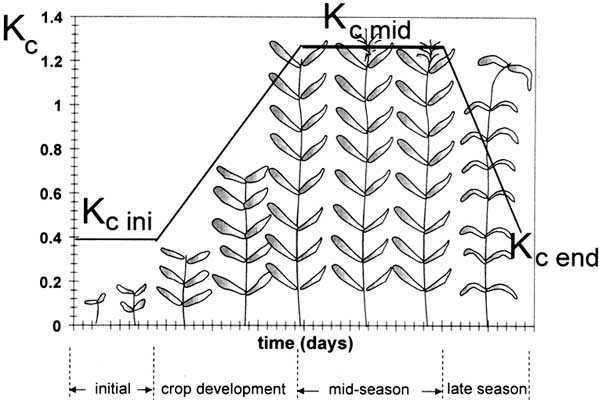 Kc Seasonal Development The crop coefficient (Kc) depends on the crop leaf area and its roughness, the stage