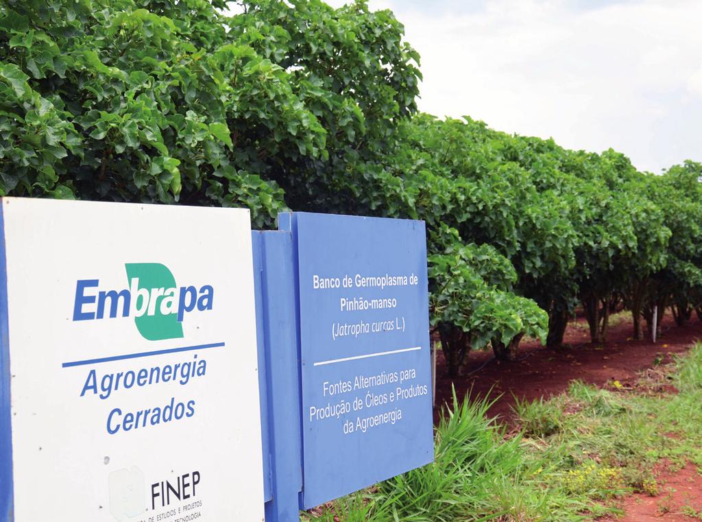Embrapa works on agroenergy since its foundation in the 70s, having concentrated efforts over the first three decades on the production of feedstock/biomass with potential for energy generation.