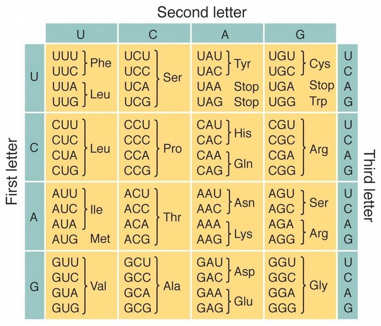 The genetic code is a triplet (three-letter) code. Since 4 3 = 64 possibilities, there are more than enough three letter combinations (codons) to account for the 20 amino acids.