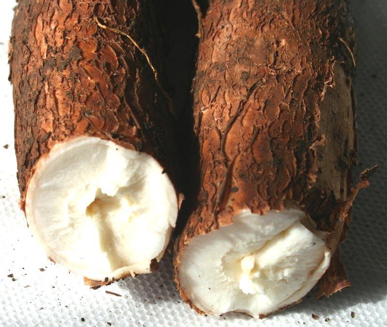 CASSAVA: THE POORMAN S LITTLE GIANT CROP Cassava has always been acknowledged as an important food for many Filipinos.